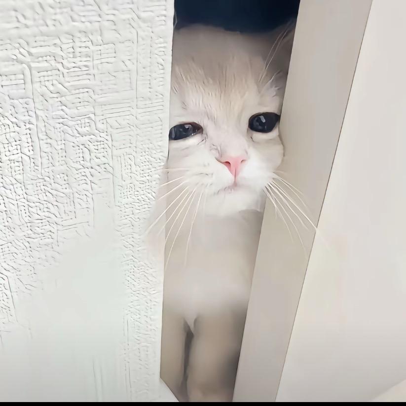 QQ！o