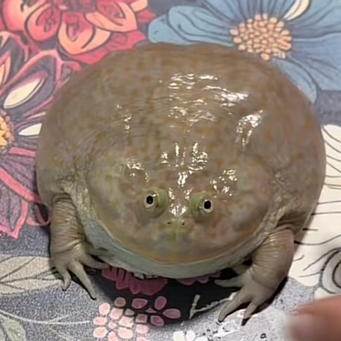 神