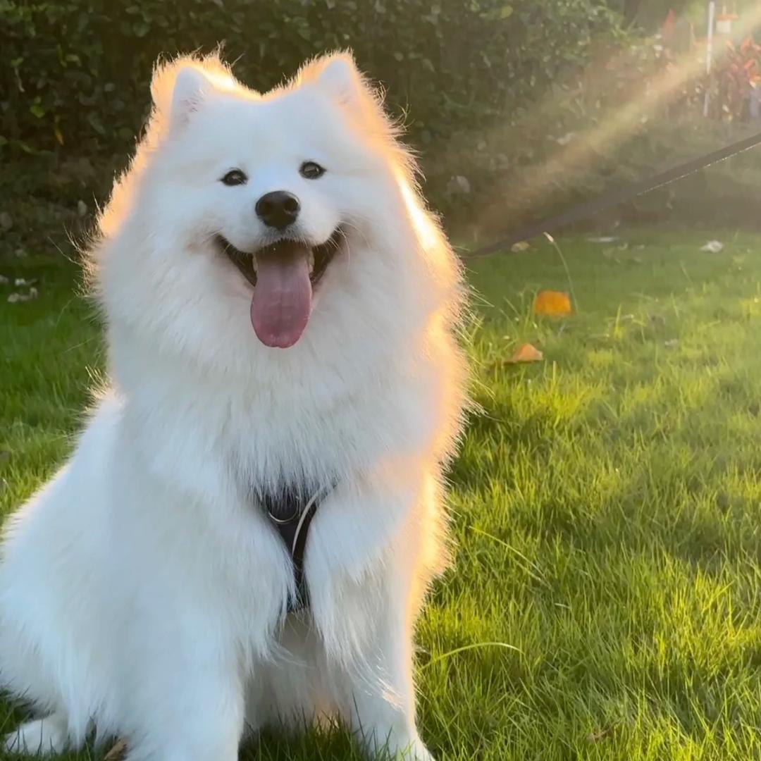 玖月犬舍