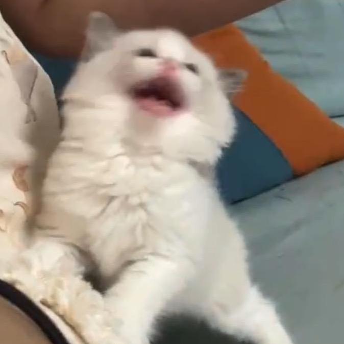 秋梨陈皮汤