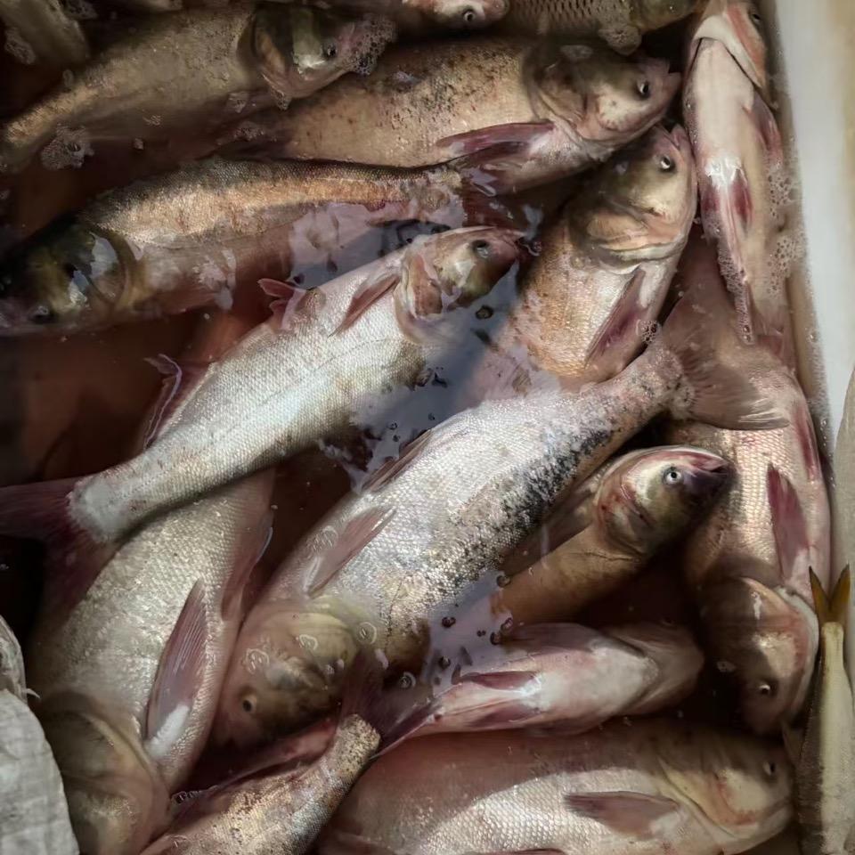 户外绒姐（野生鱼虾蟹）