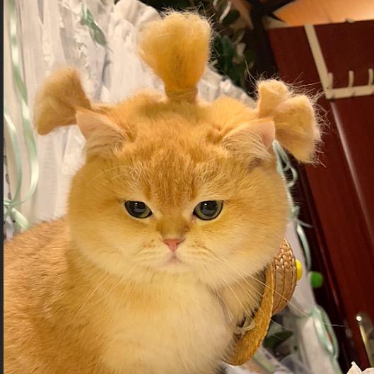 金吨吨