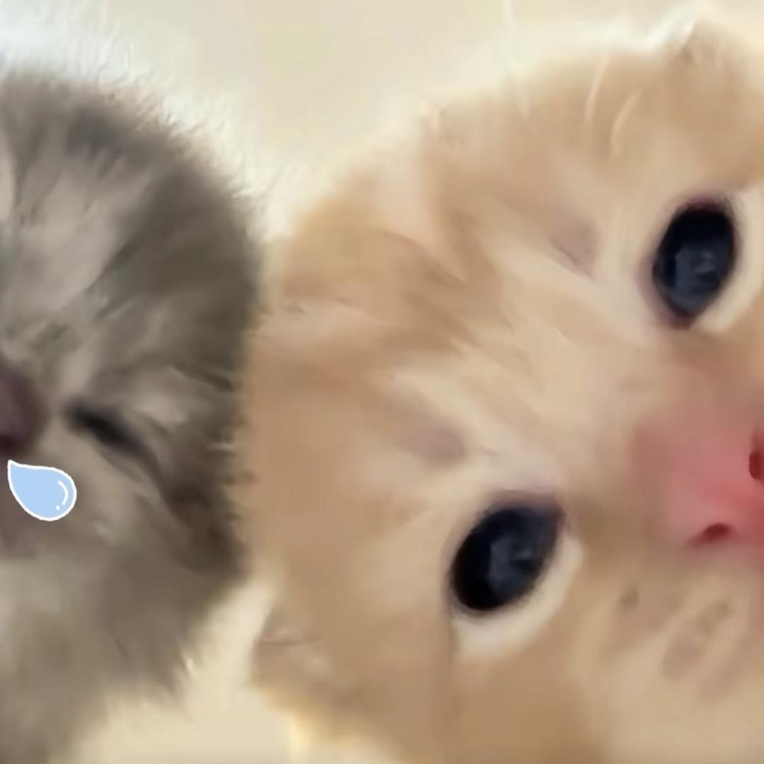 番茄拯救世界