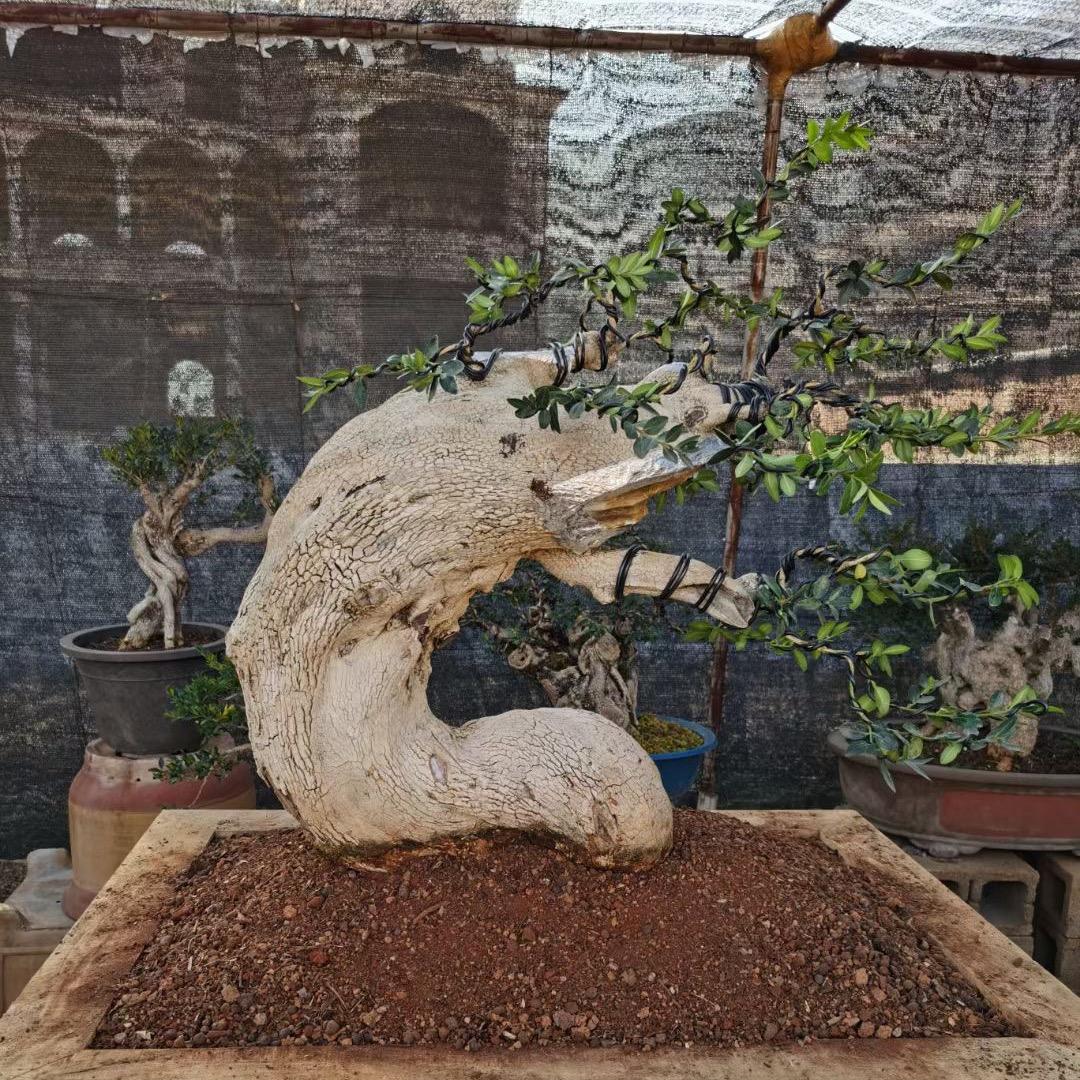 小陈花木盆景园