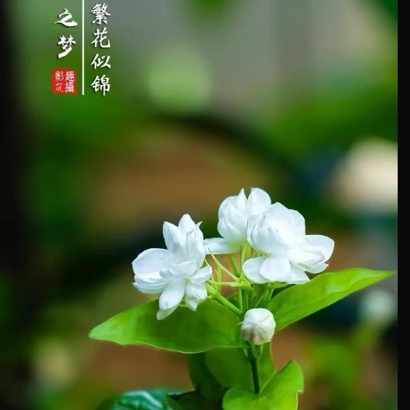 古籍🌴🎋秘本🌻🌻