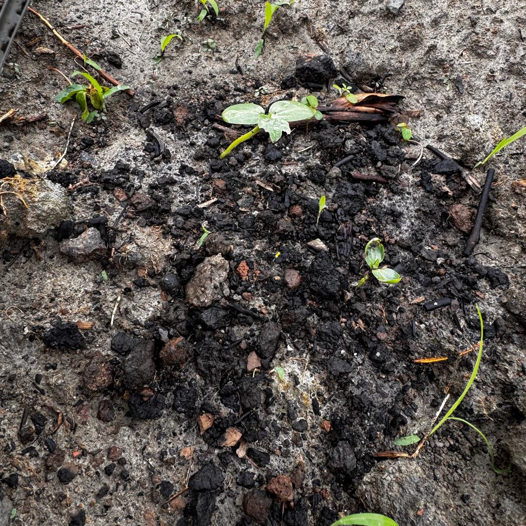 Aaaa