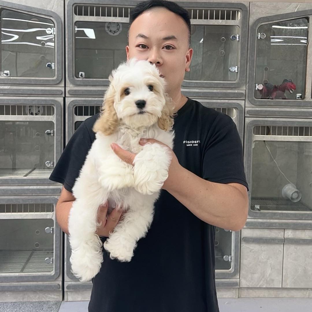 北京宏哥家高端萌宠