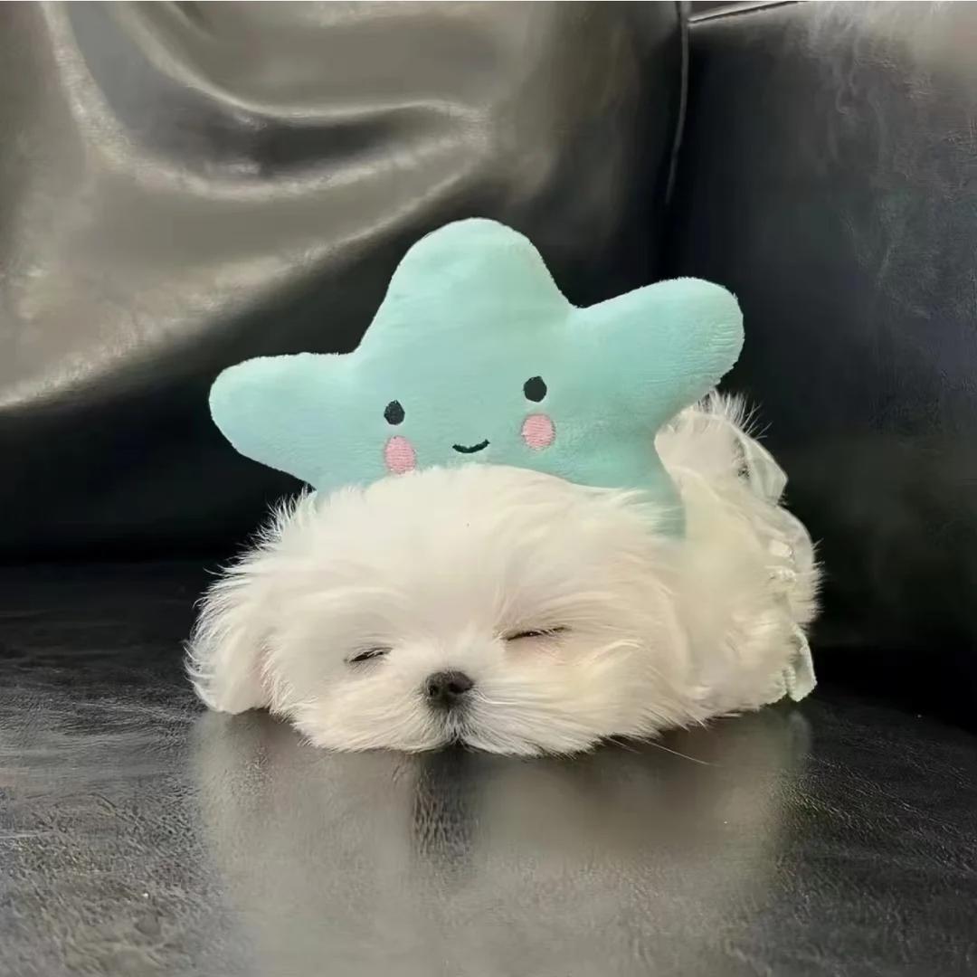 艾乐歪歪.