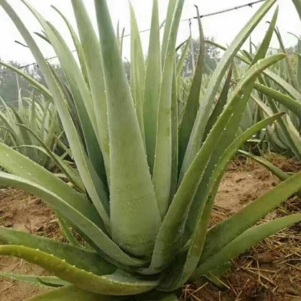 曦阳荟芦荟种植基地