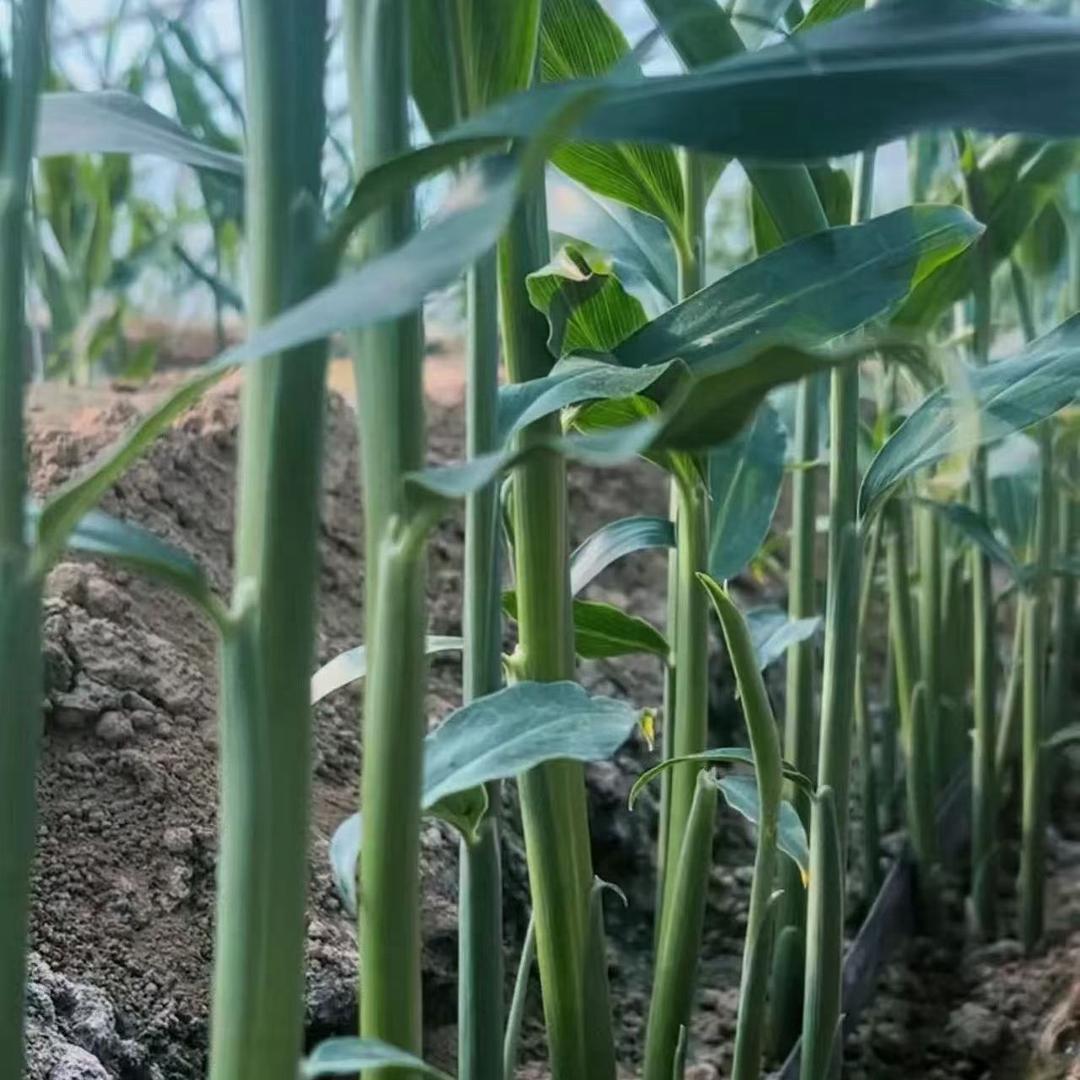 山东生姜种植技术小娜