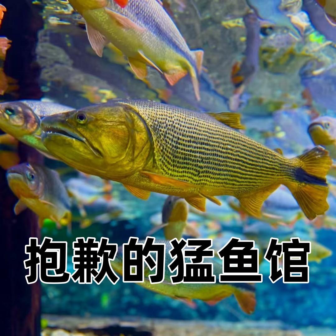 卖猛鱼的抱歉