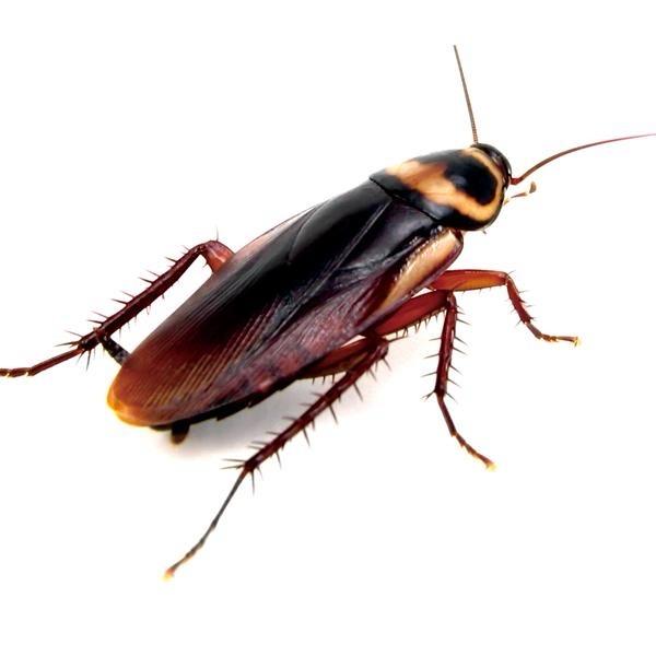 甘肃小强哥（蟑螂养殖）