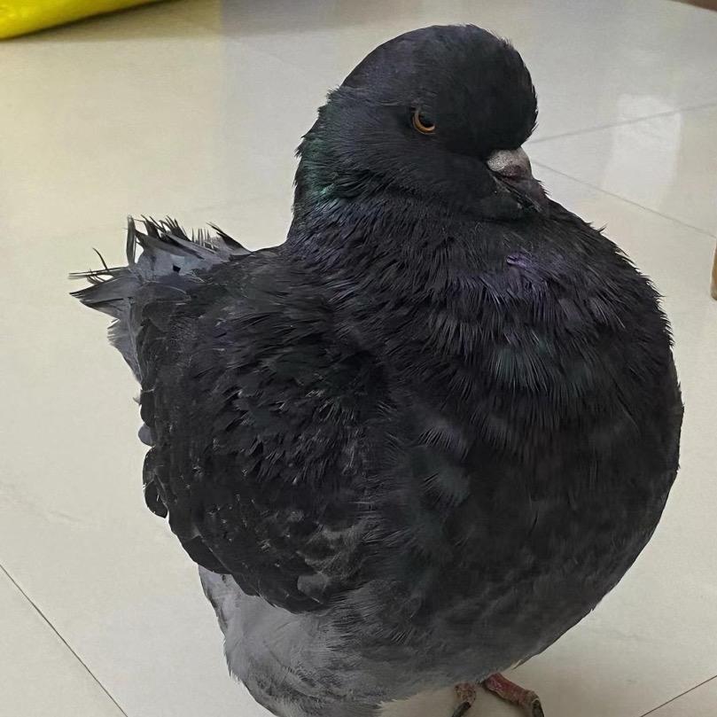 灵羽圆环鸽