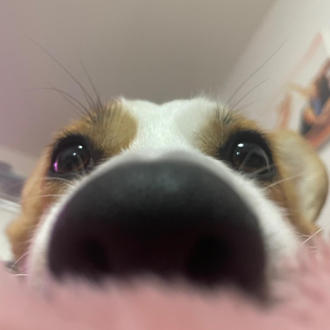 短腿崽🐶