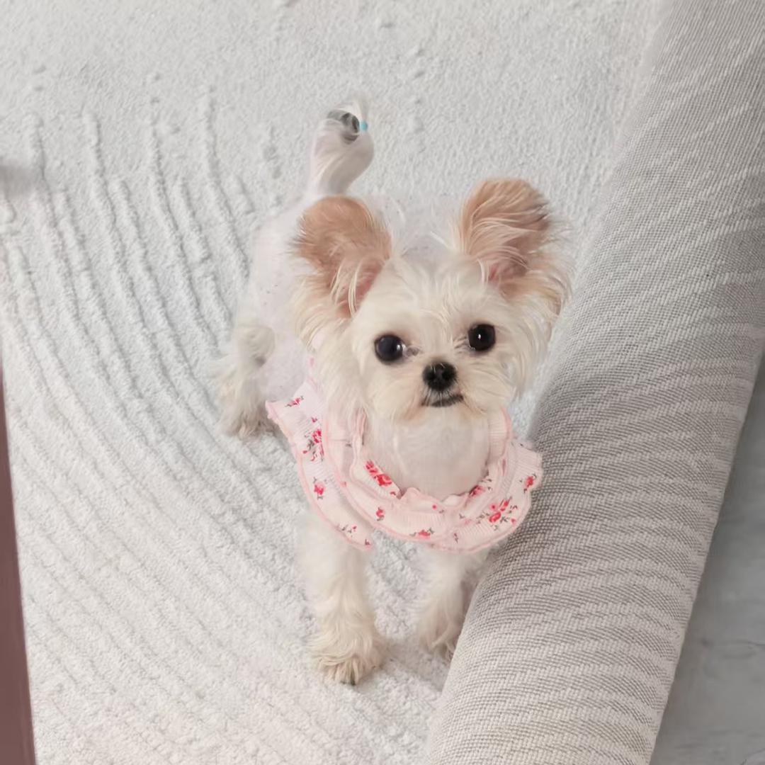 约克夏花花