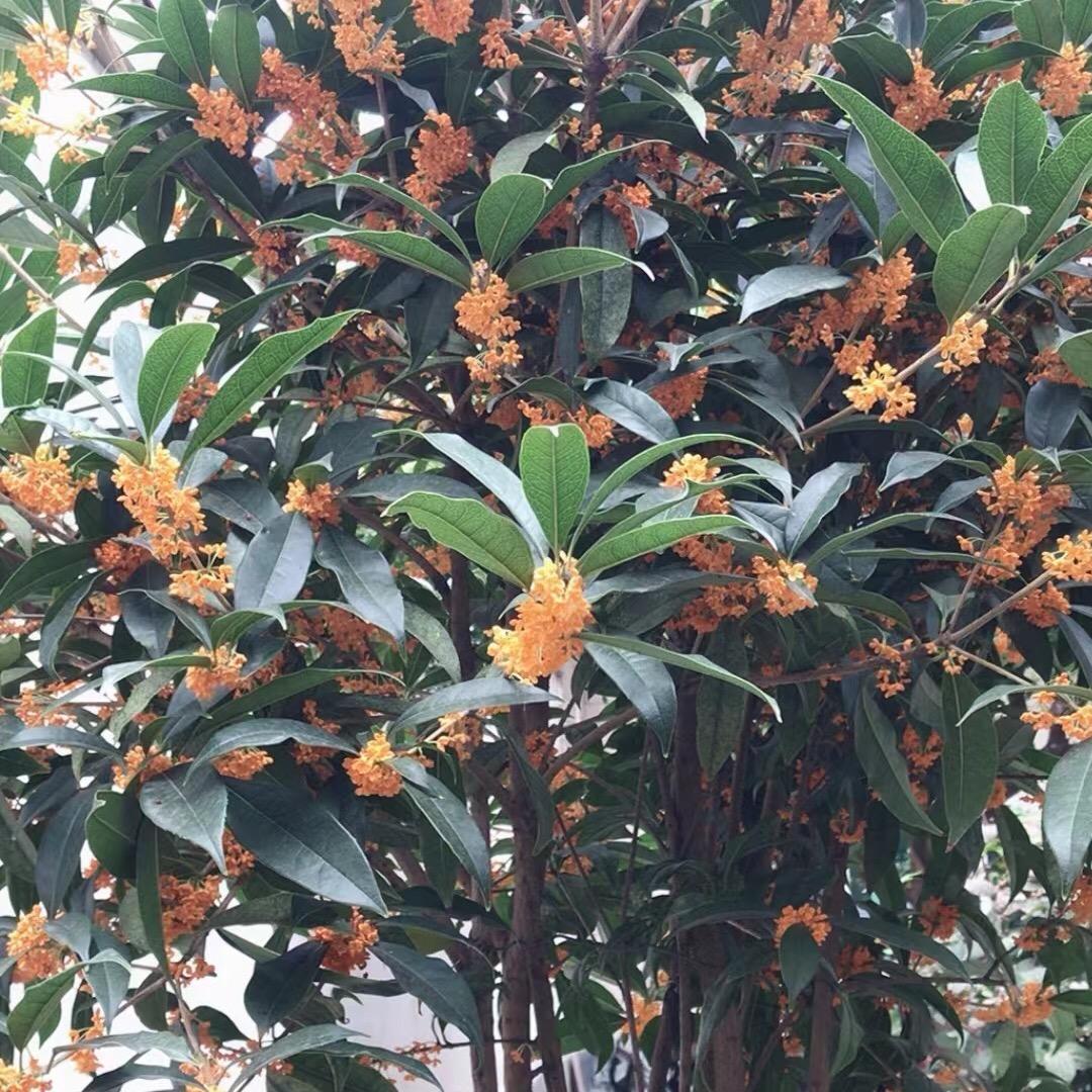 知足常乐