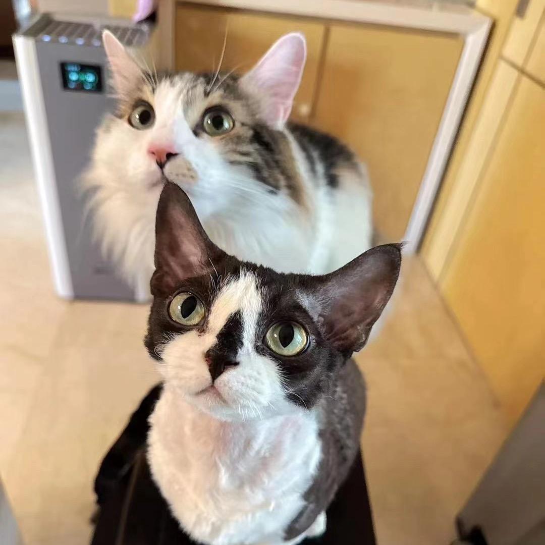 德大奖与布高兴