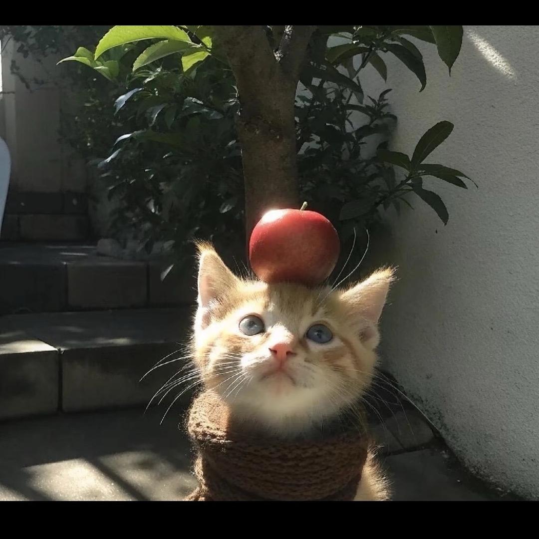 芋泥小降