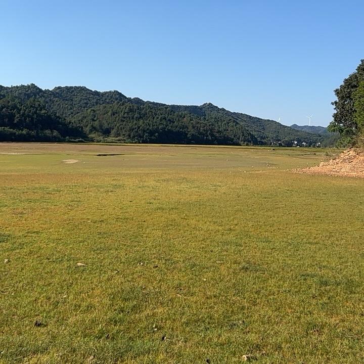犯困蛋挞💤