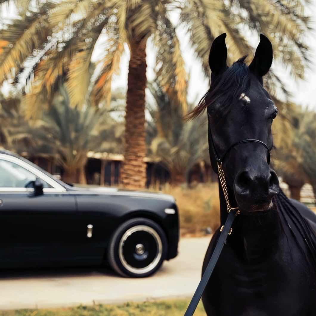 一匹黑马.🌴