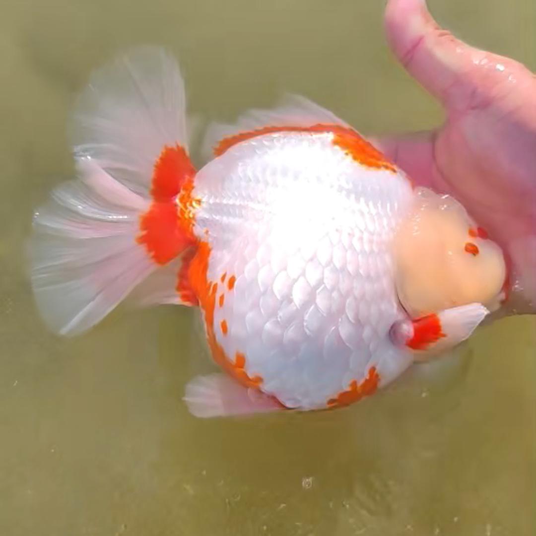 中越金鱼