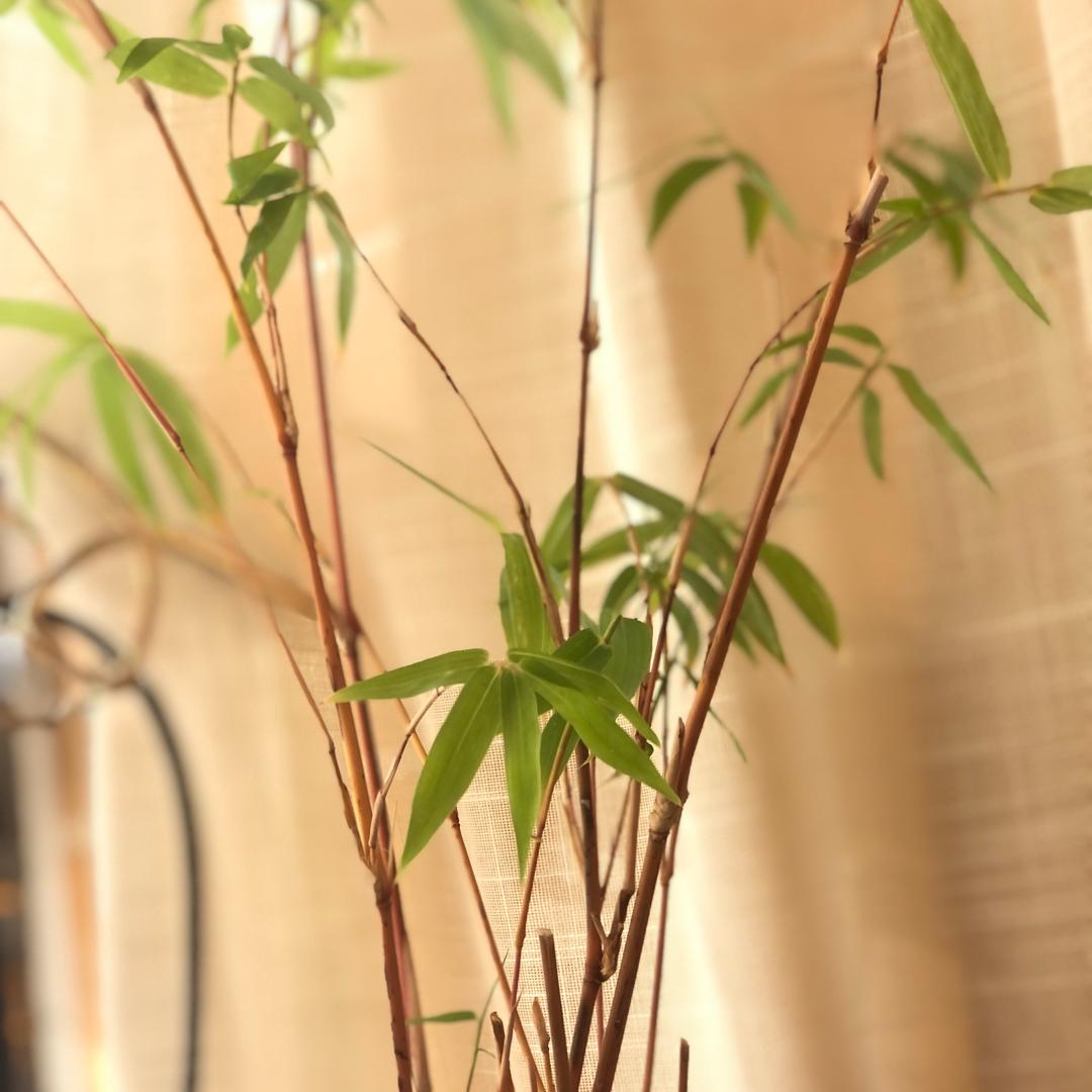 十八紫竹