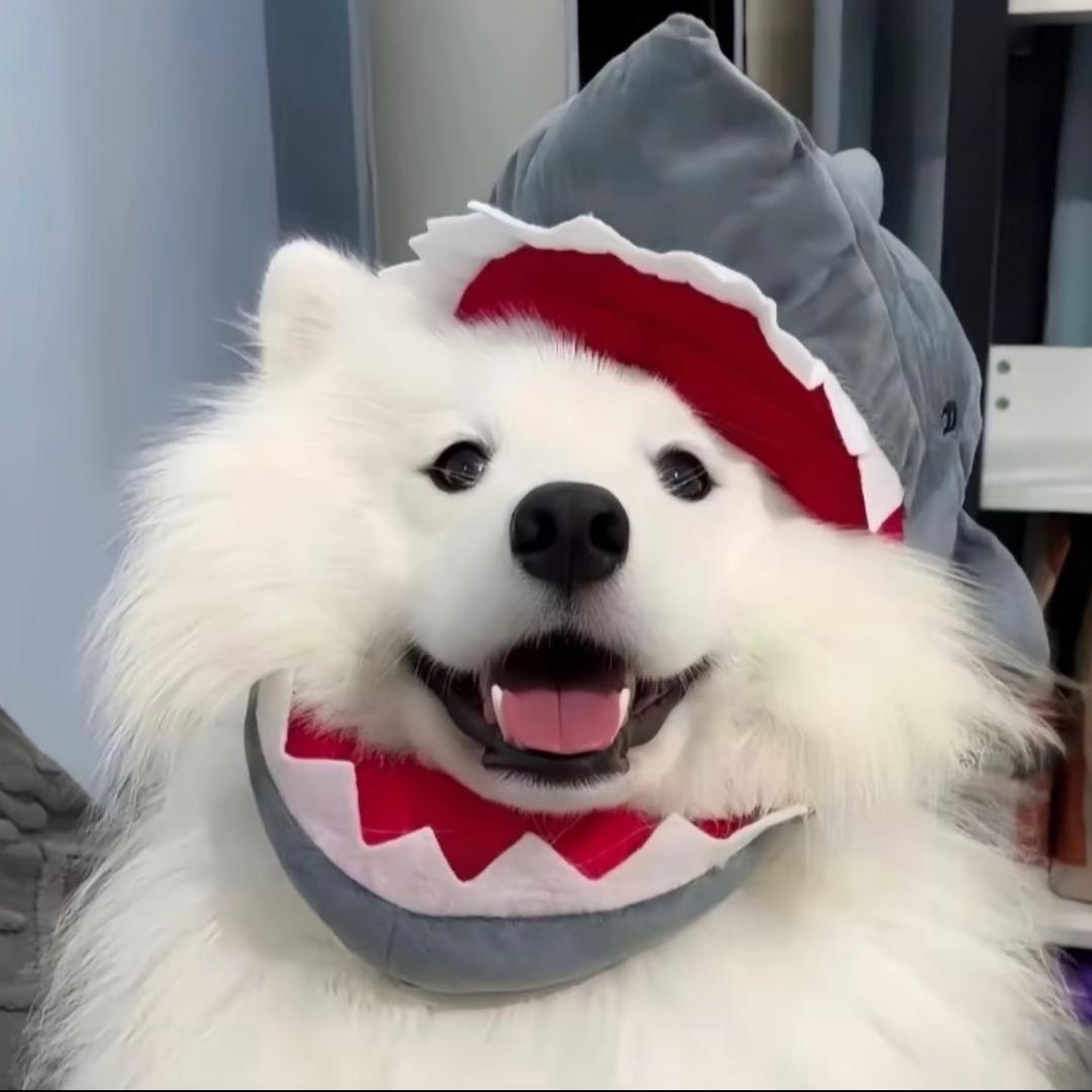 彤彤