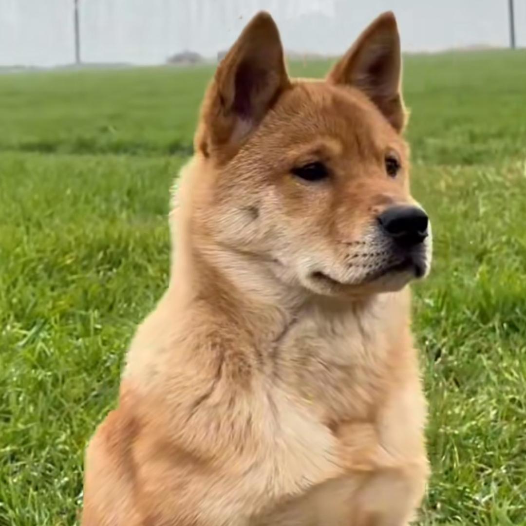 不听话的田园犬@