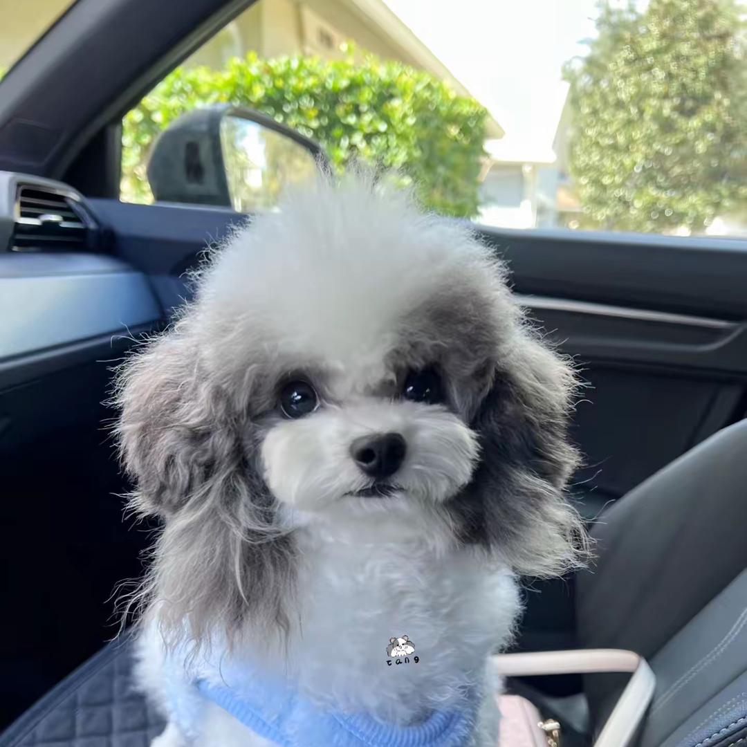 山东财宝宠物养殖基地