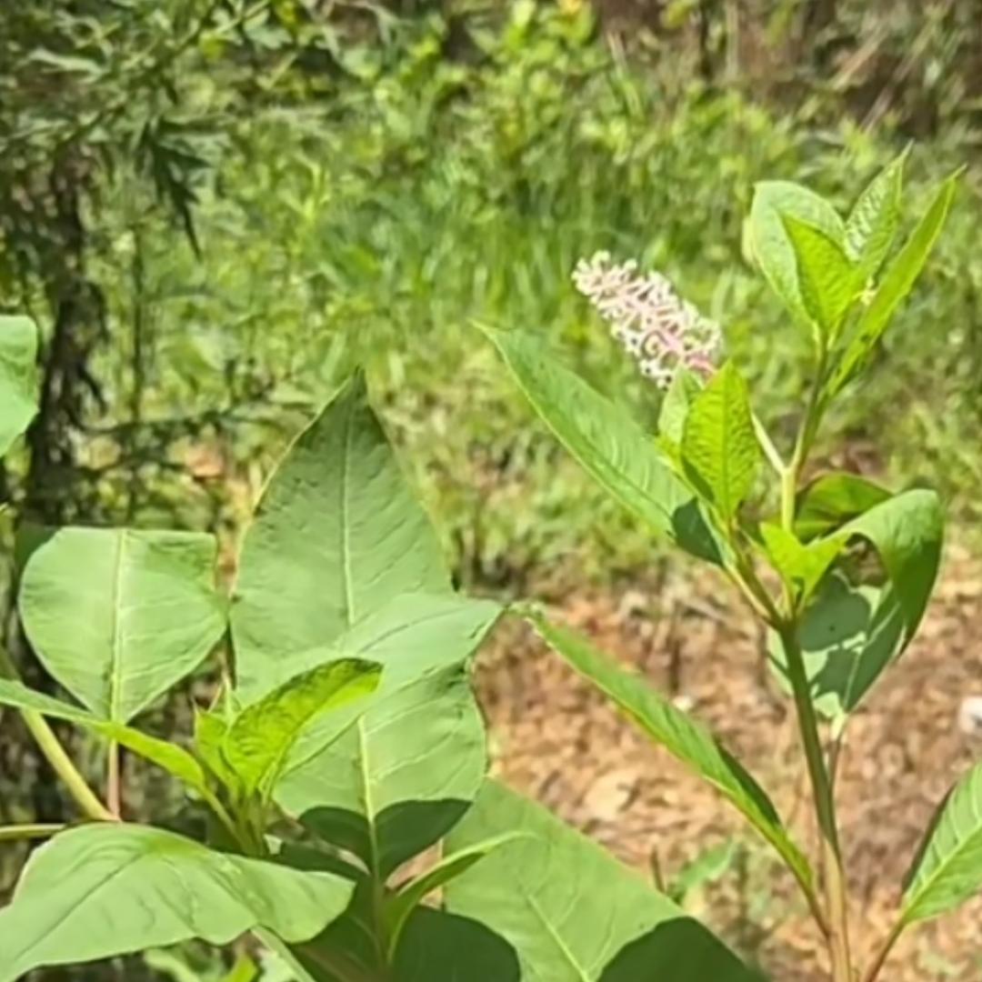 苗亮🌱佛心❤️🌱🌿