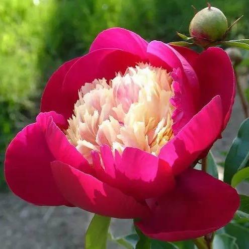 花团锦簇再有时