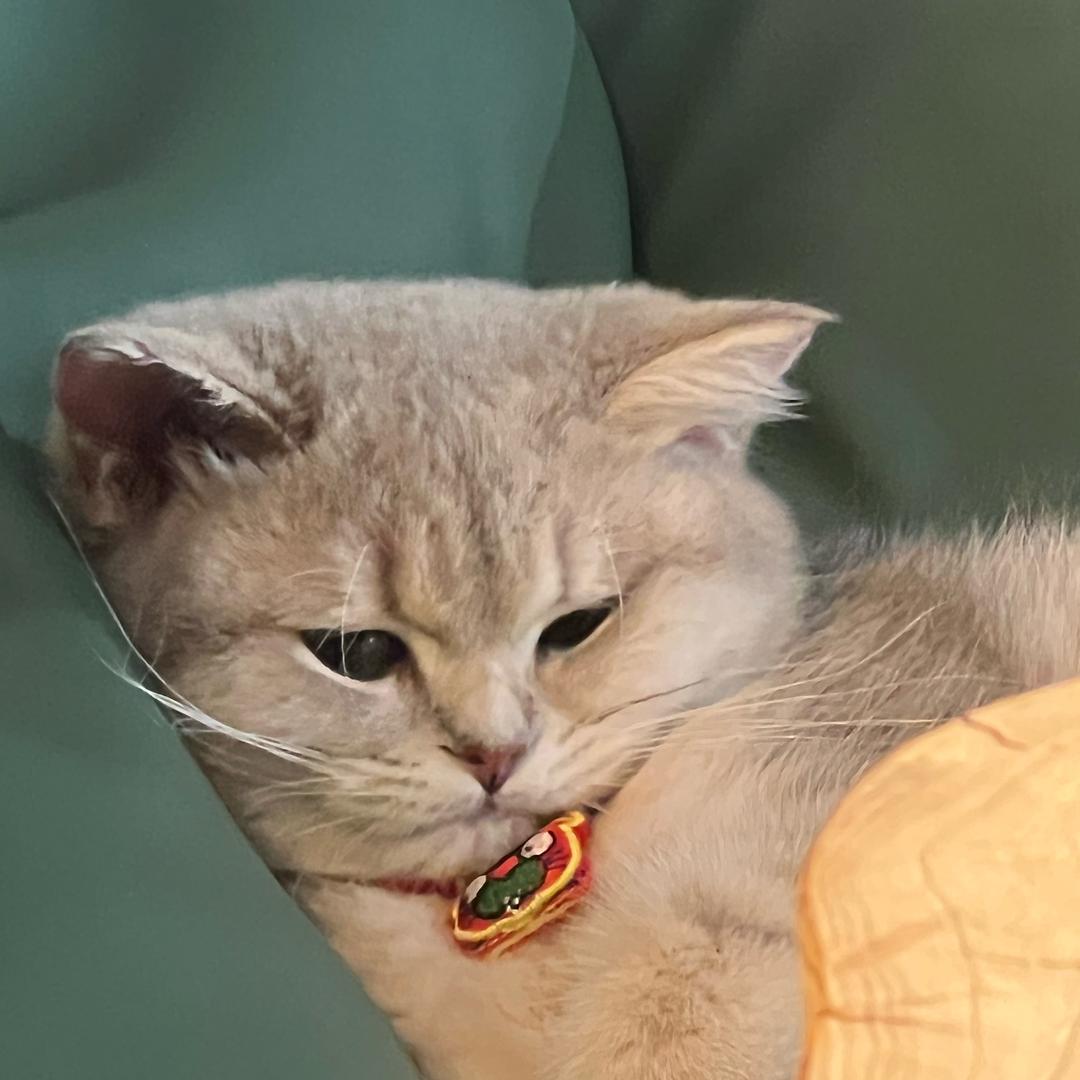 叨乐大王
