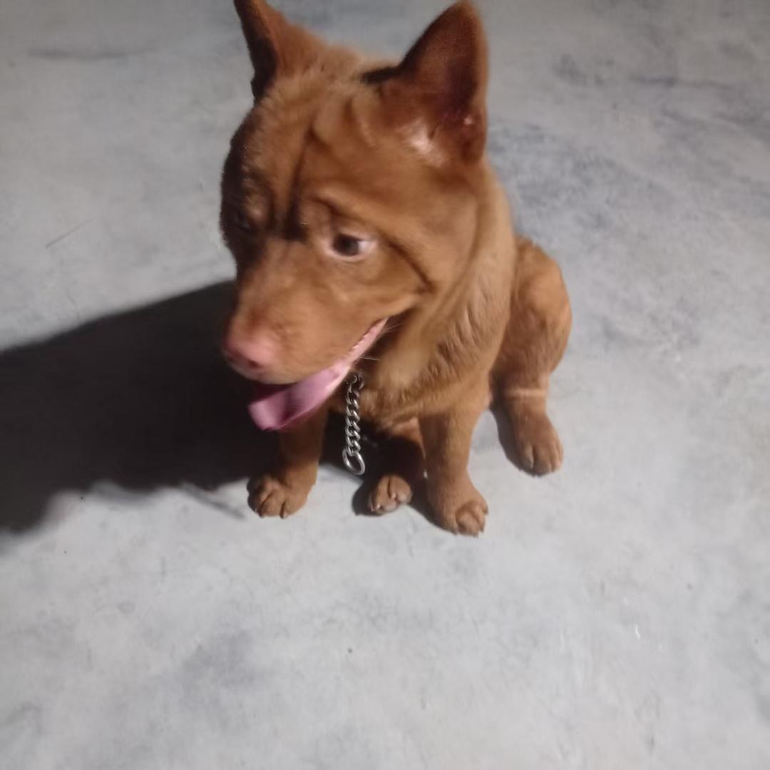 凯域犬舍
