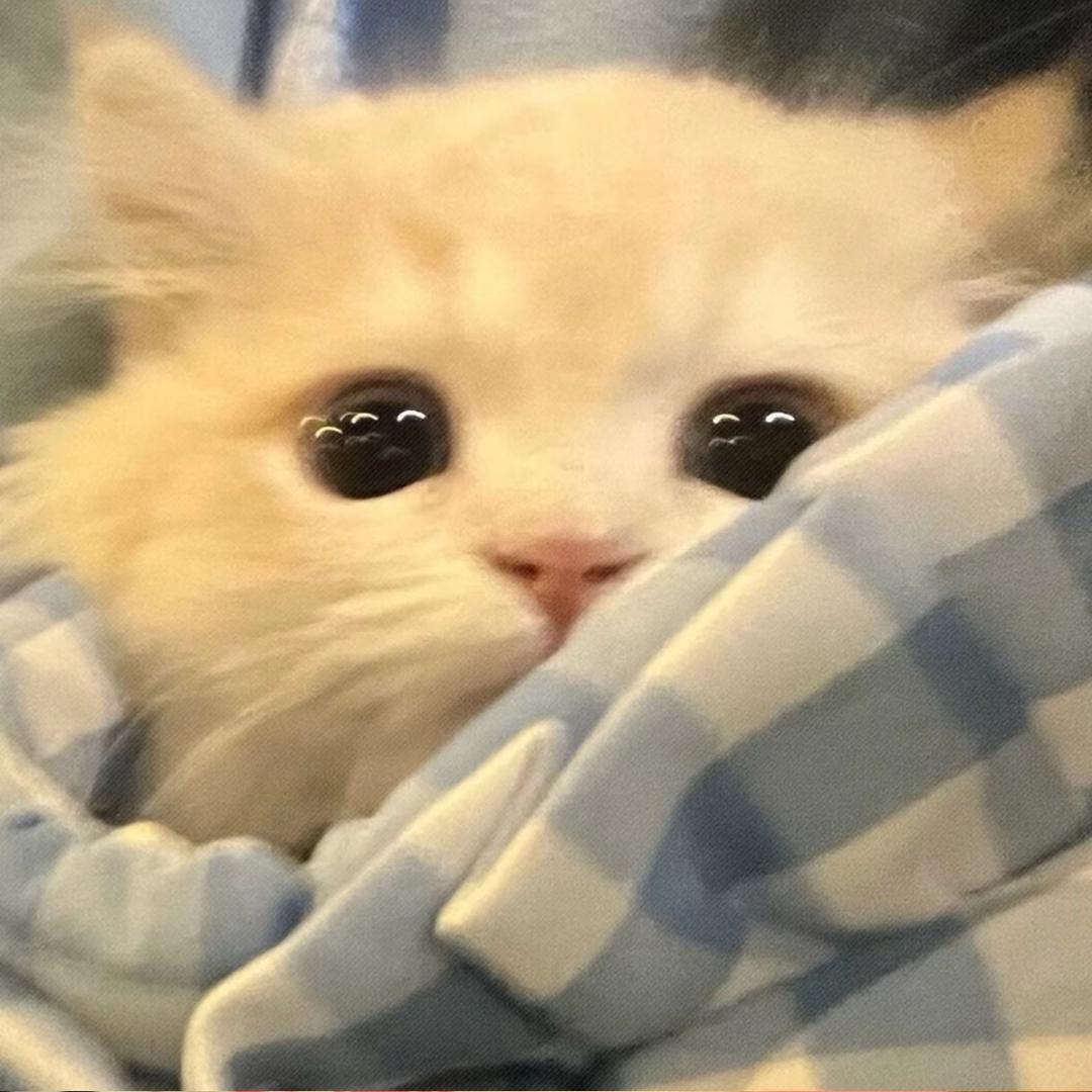 喵喵统治世界🗺️