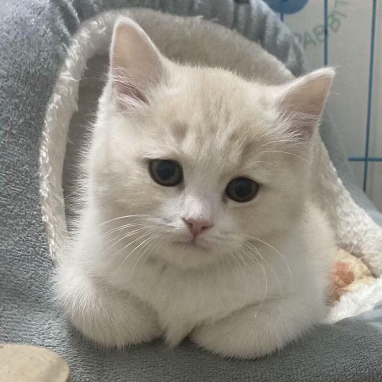 李德全是只猫