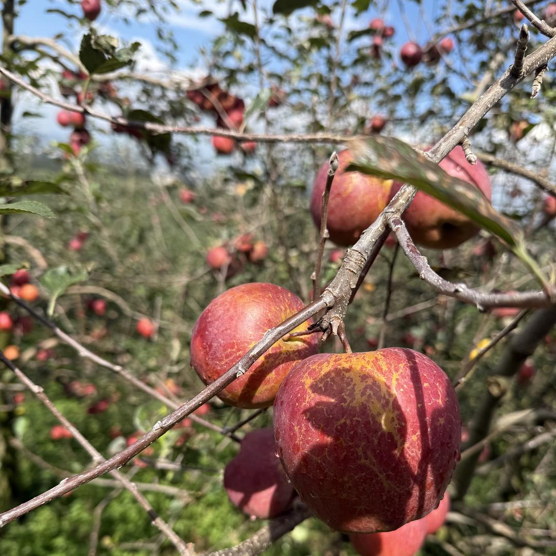 玥玥鲜农副产品3店