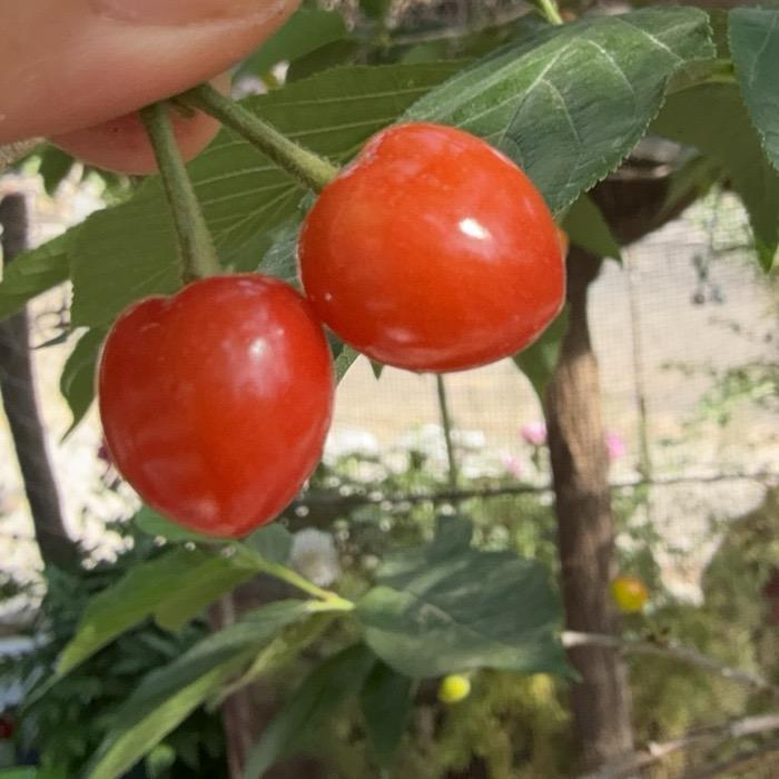 🍒