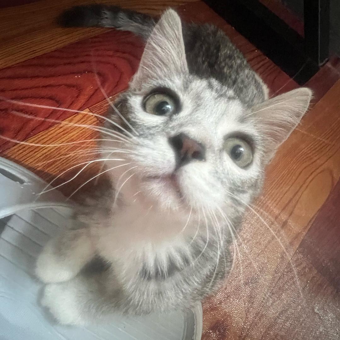 肥嘟嘟左卫门、