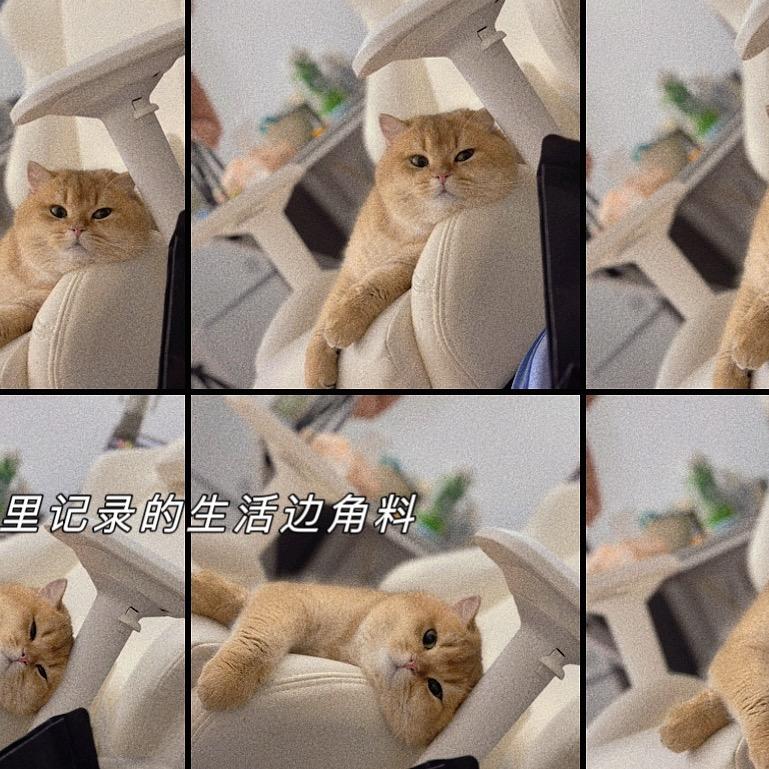 🦄叫啥喂