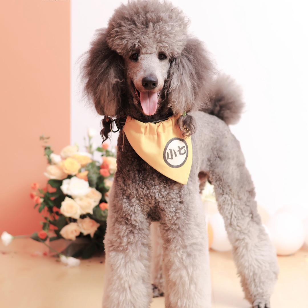 小小翠（拒私聊）