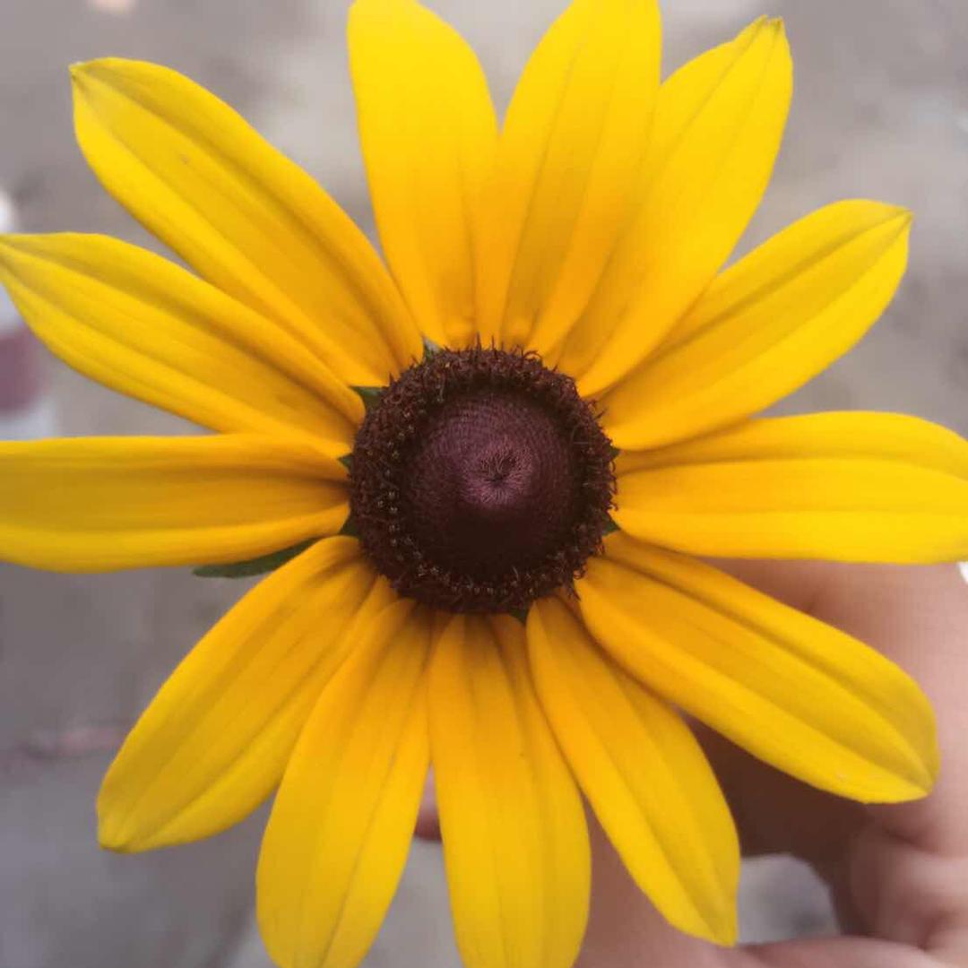 芳姐9572705071609