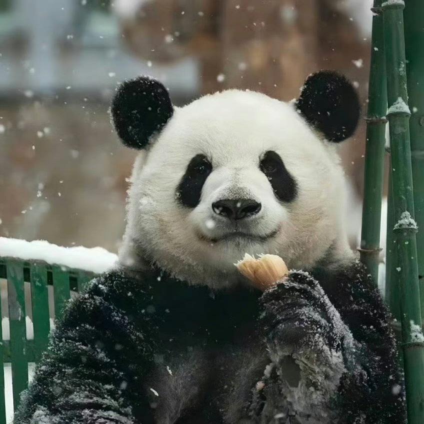 ꧁Karry的小迷喵꧂