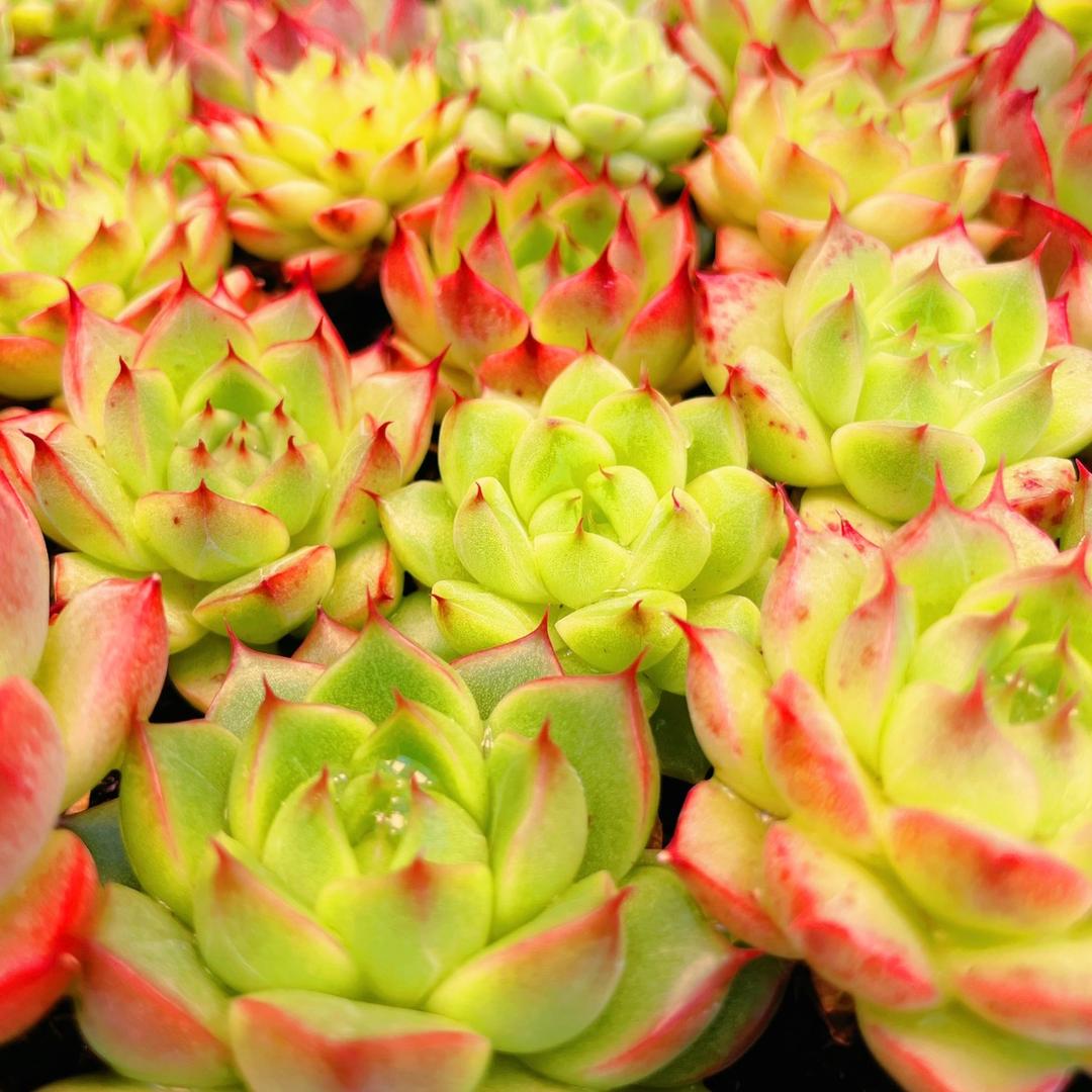 伴月花卉