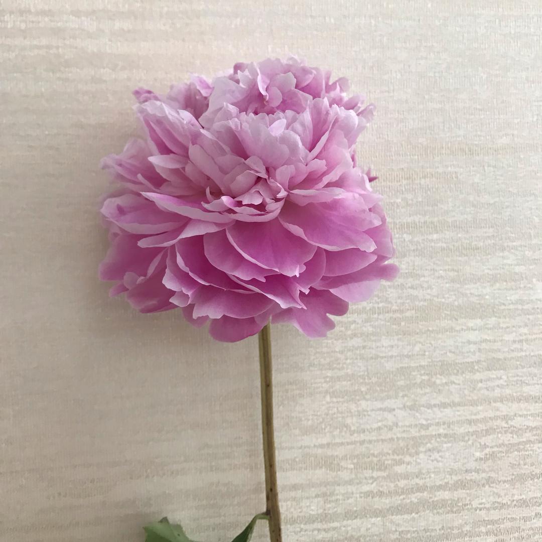 珠珠吖💐