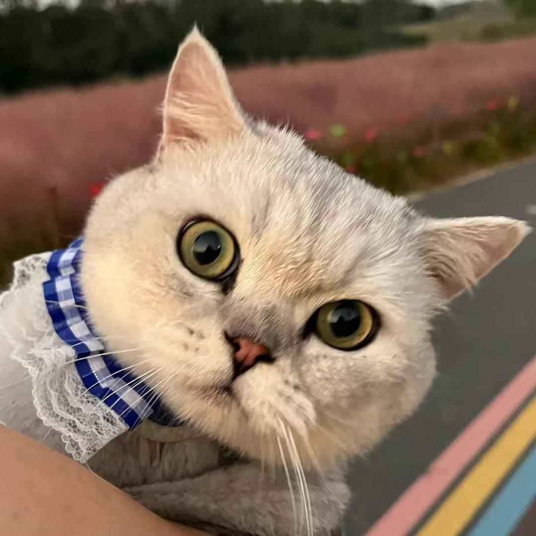 招财是只小猫猫