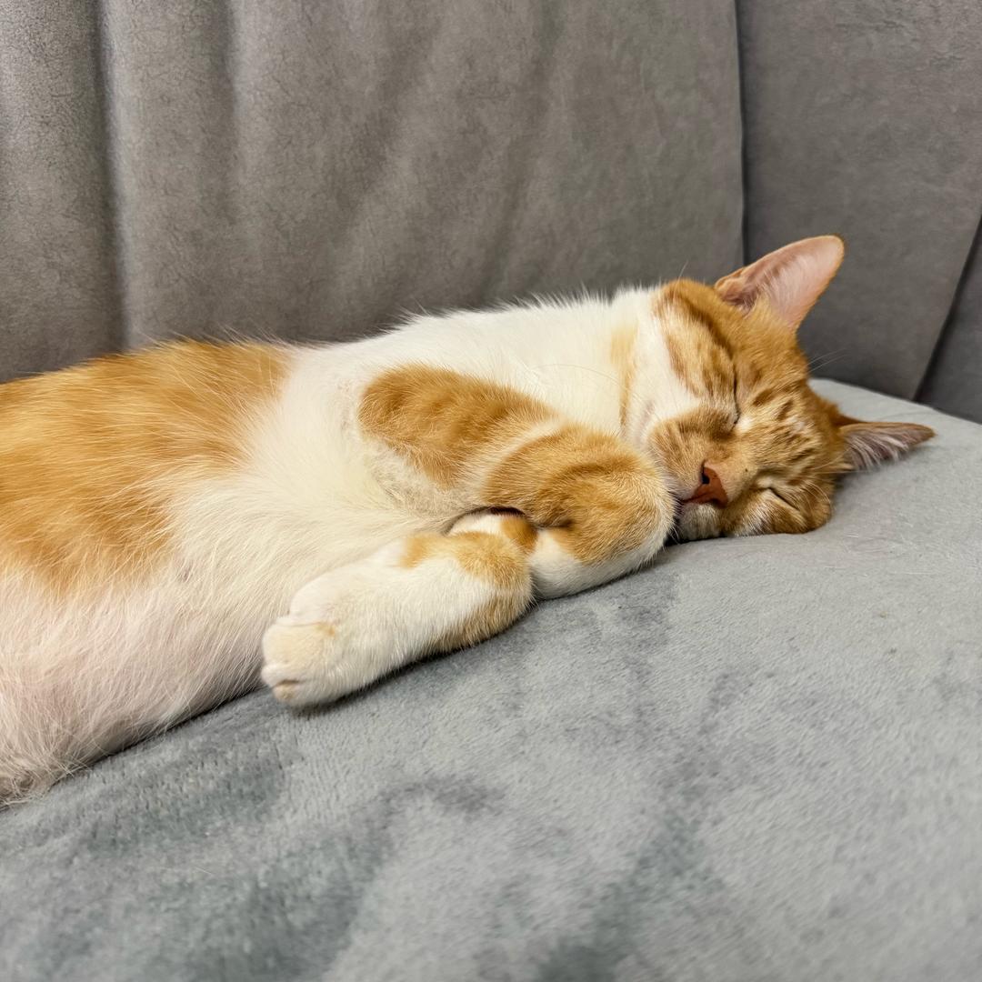 猫猫🫧🫧