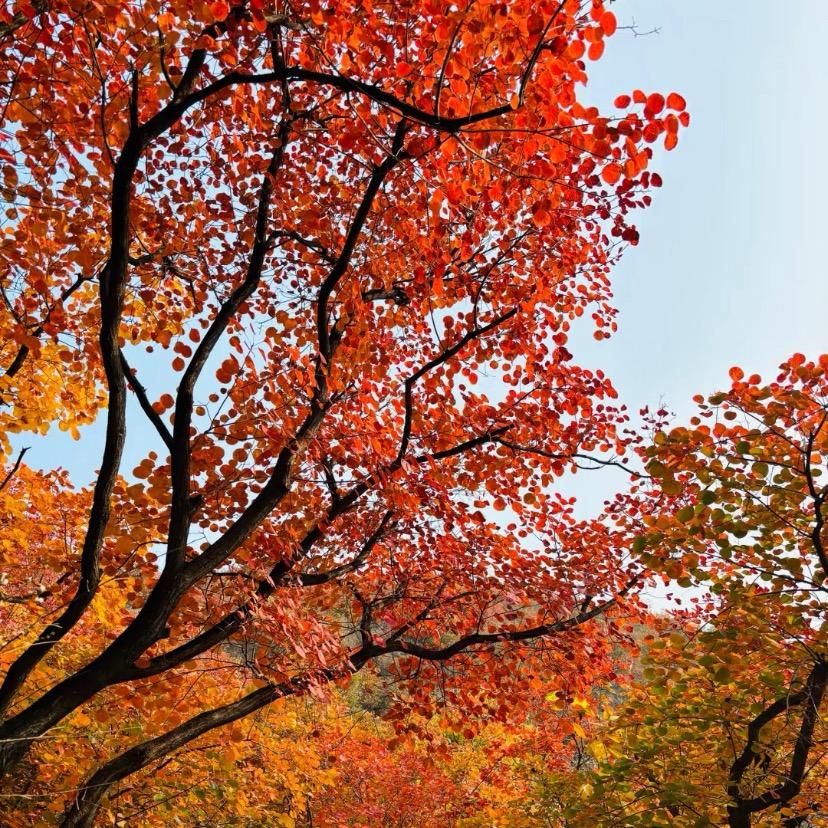 阿娇带您开心游