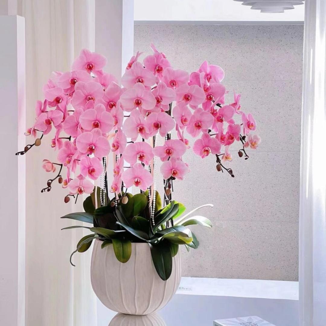 芳菲缘绿熊花卉专卖店