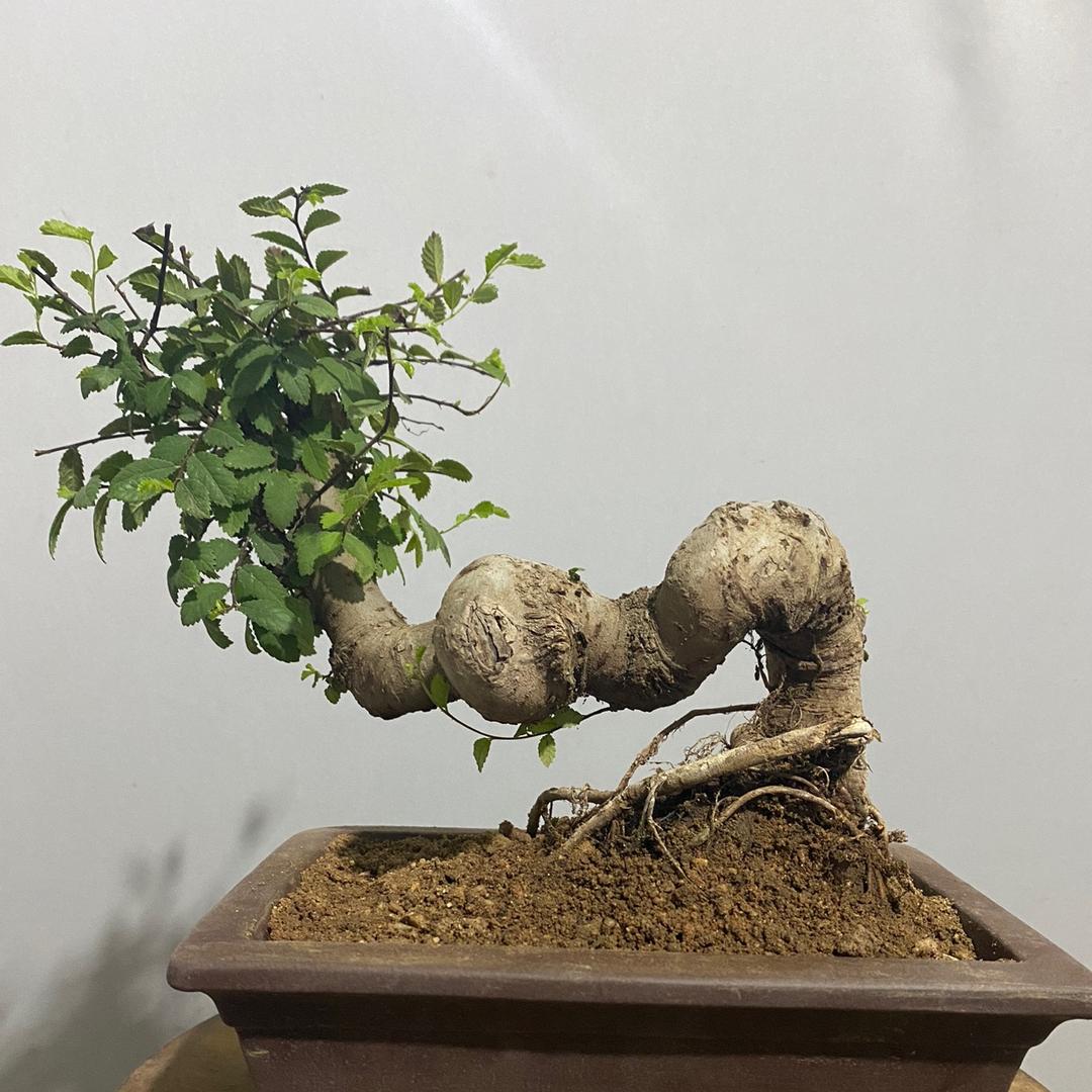 角落园艺