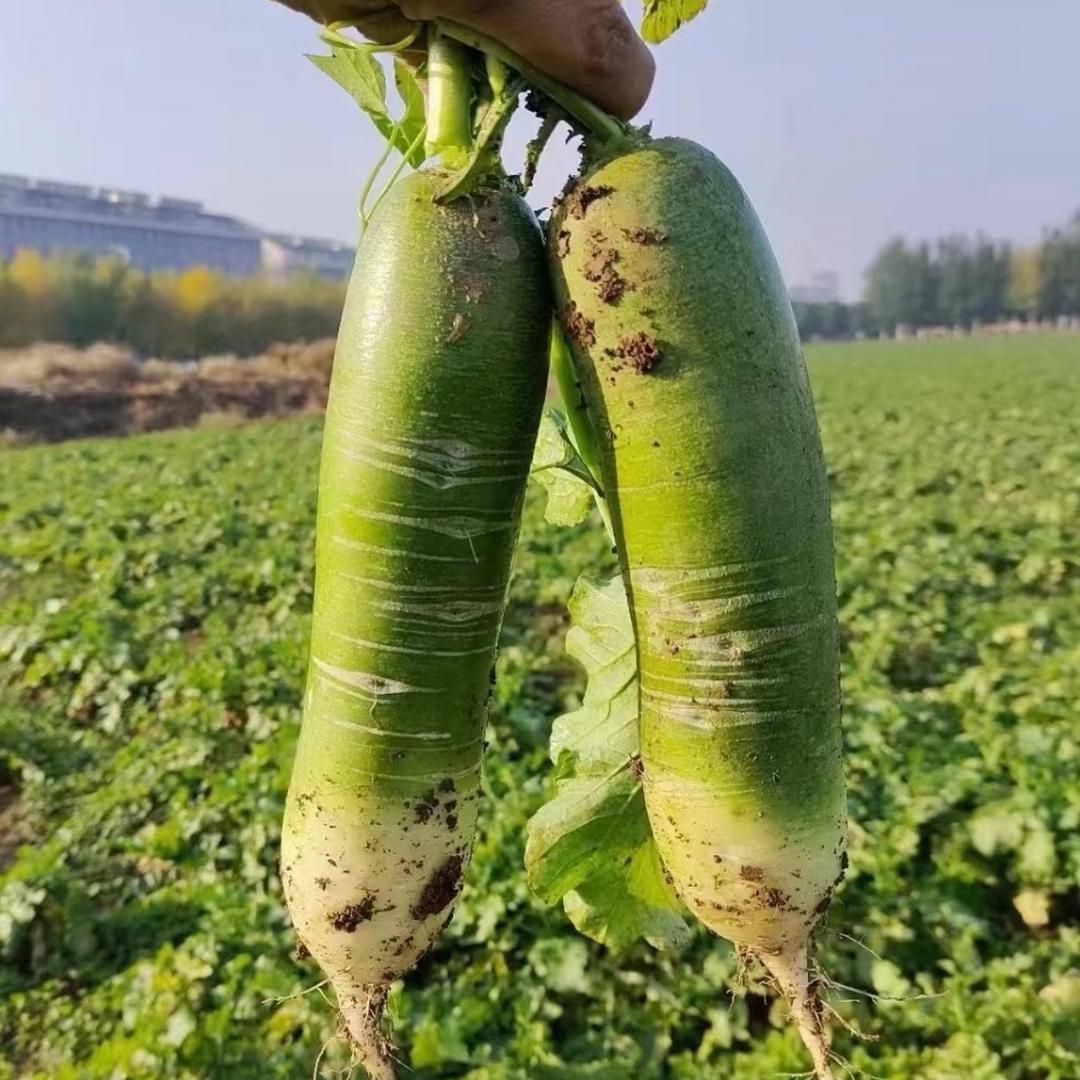 贤鲜鲜（潍坊冰糖心水果萝卜）